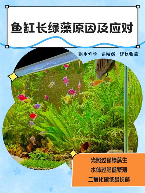 鱼缸长绿苔，这会影响风水吗？