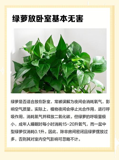 卧室摆放绿萝真的会影响风水吗？