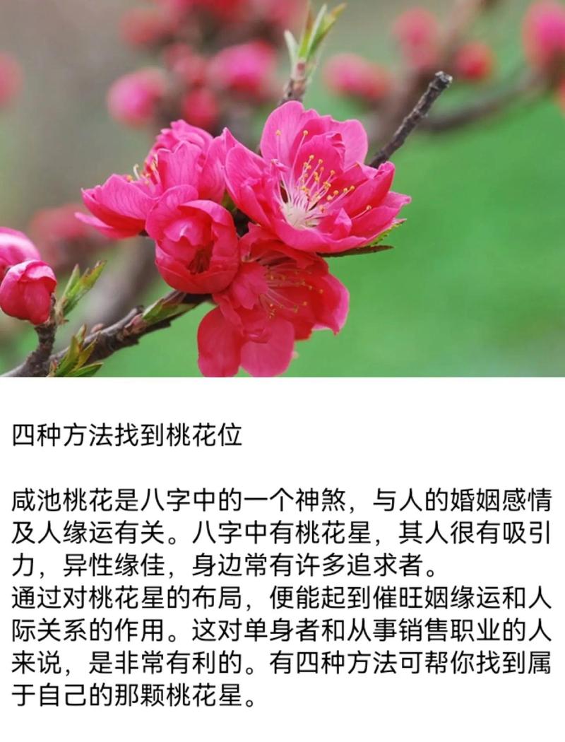 如何通过八字命理准确判断和改善自己的桃花运？