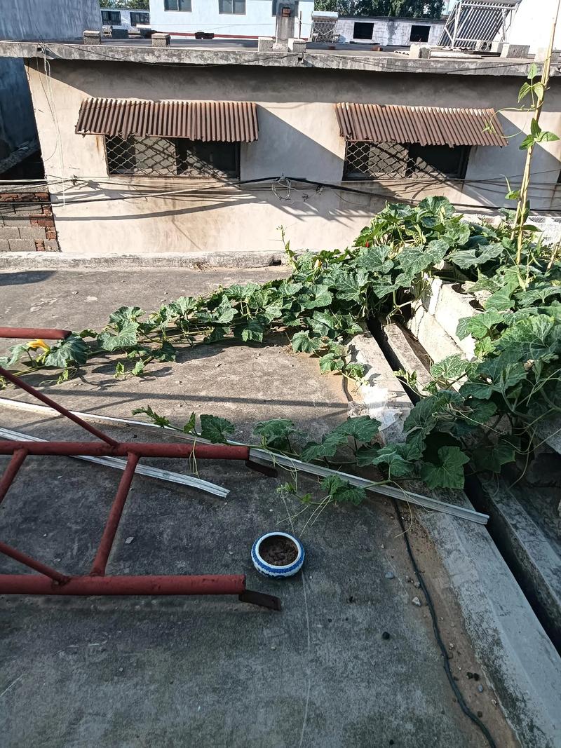 在楼顶种植蔬菜会对住宅风水产生不良影响吗？