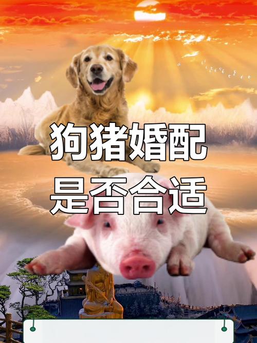 83年属猪的与82年属狗的合不合？