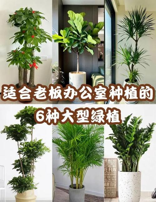企业摆放绿植时有哪些风水讲究需要注意呢？