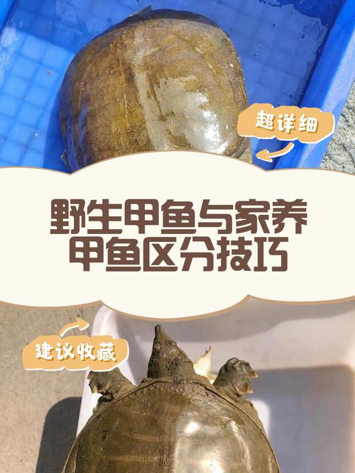 养甲鱼回家中是否会破坏家居风水，带来不利影响？