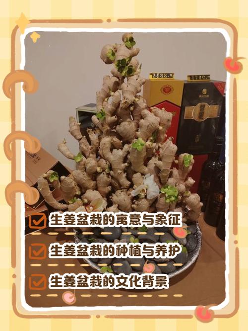 家里摆放姜对风水有影响吗？适合种植吗？