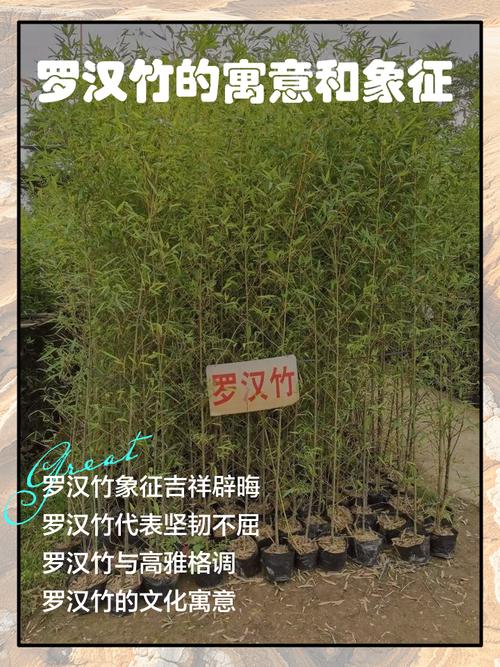 罗汉竹的风水寓意有哪些，嫩详细介绍一下吗？