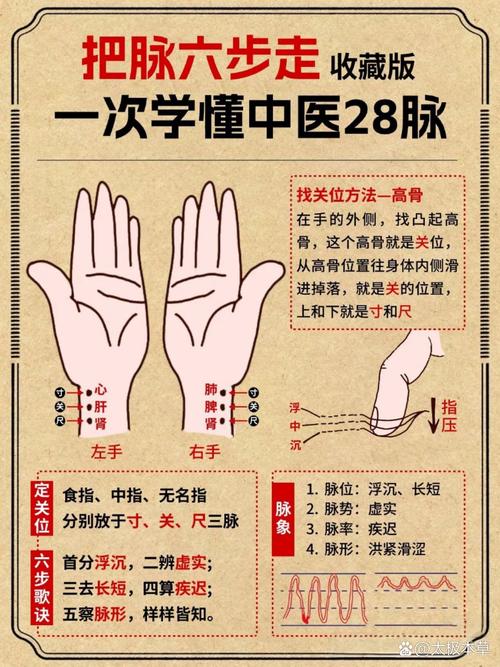 把脉左手心肝肾右手肺脾命中的肺脾命指的是什么？