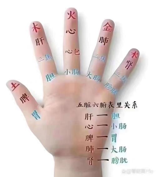把脉左手心肝肾右手肺脾命中的肺脾命指的是什么？