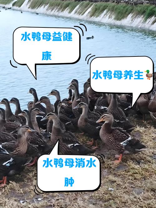 八字命理堪鸭子准吗，女性改命真的有效吗？