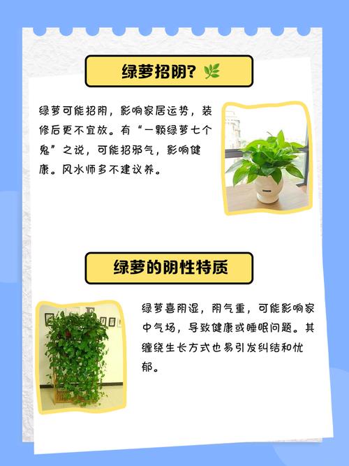 养绿萝对风水有影响吗？为什么有人说不好？