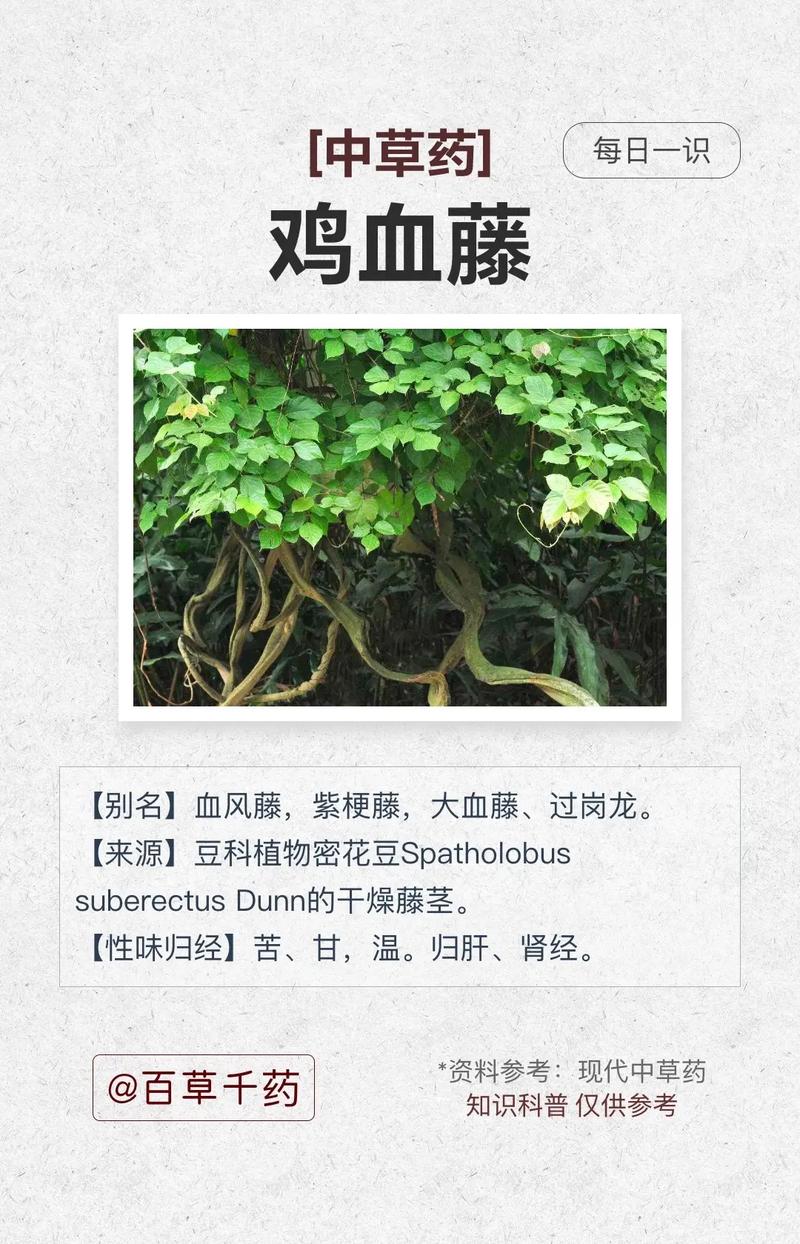 鸡血藤的风水功效有哪些具体表现？