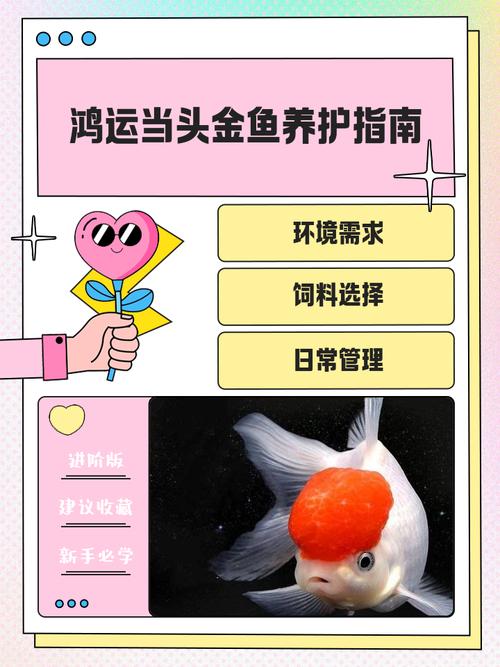 养金鱼真的需要讲究风水，否则会影响它们的生长和运势吗？