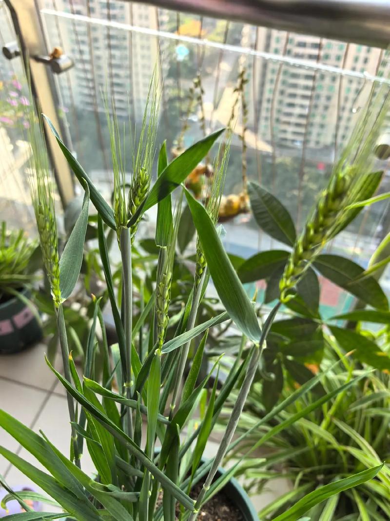 阳台种植麦子对风水有影响吗？