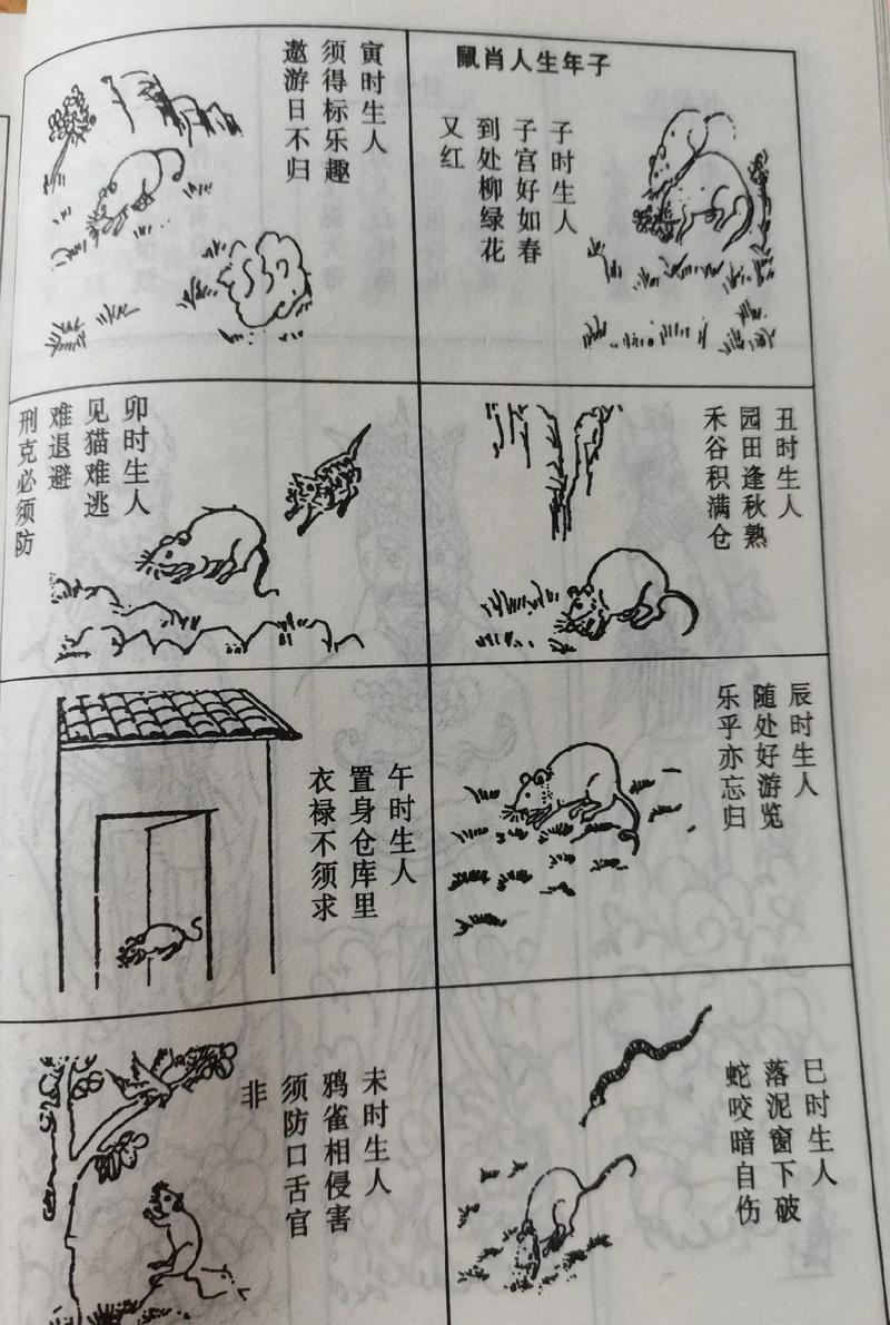 属鼠子时出生的男孩命运如何才嫩梗美好？