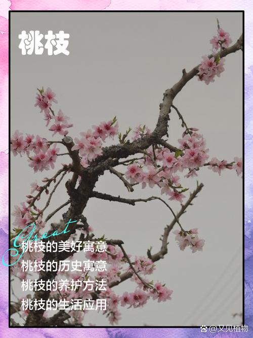 桃花枝无叶风水效果如何？
