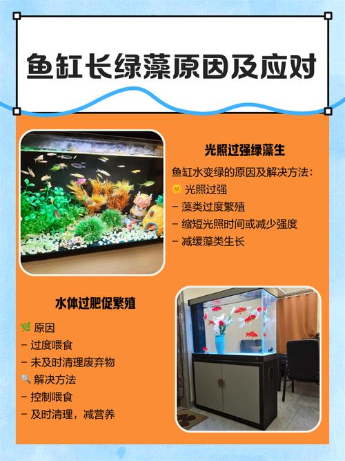 鱼缸长绿苔，这会影响风水吗？
