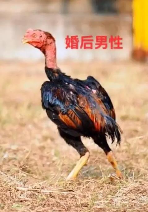 属鸡男在爱情中，你愿意接受怎样的底线挑战吗？
