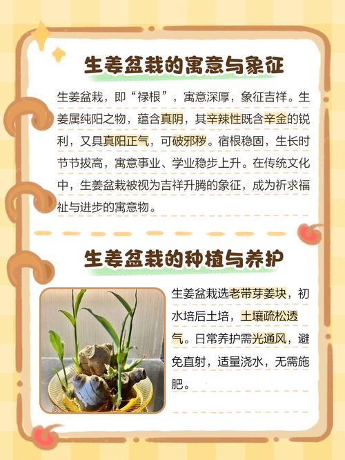 家里摆放姜对风水有影响吗？适合种植吗？
