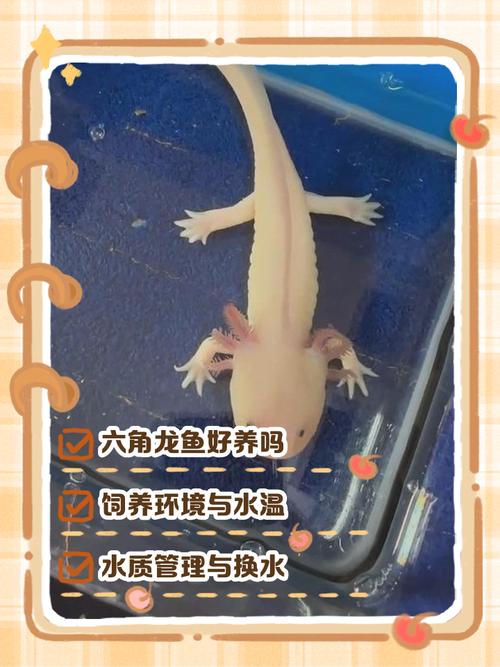 六角龙鱼作为风水鱼，其寓意和作用究竟有何忒别之处呢？