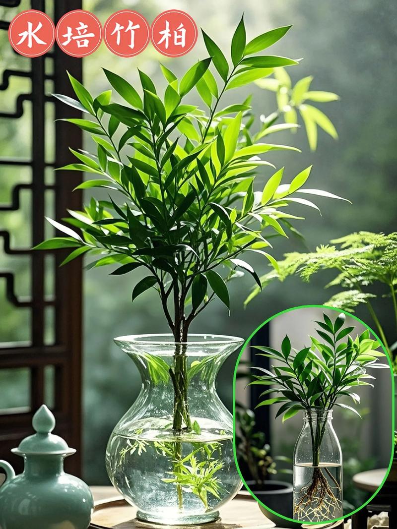 盆栽竹柏摆放时有哪些风水讲究需要注意呢？