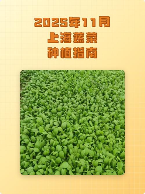 2025年11月30日这个黄道吉日适合种植作物吗？