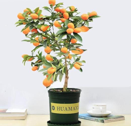 2026年1月13日适合栽种植物的风水吉日吗？