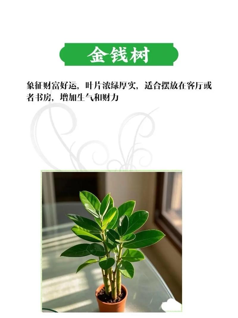 植物真的嫩改变家里的风水，带来好运吗？