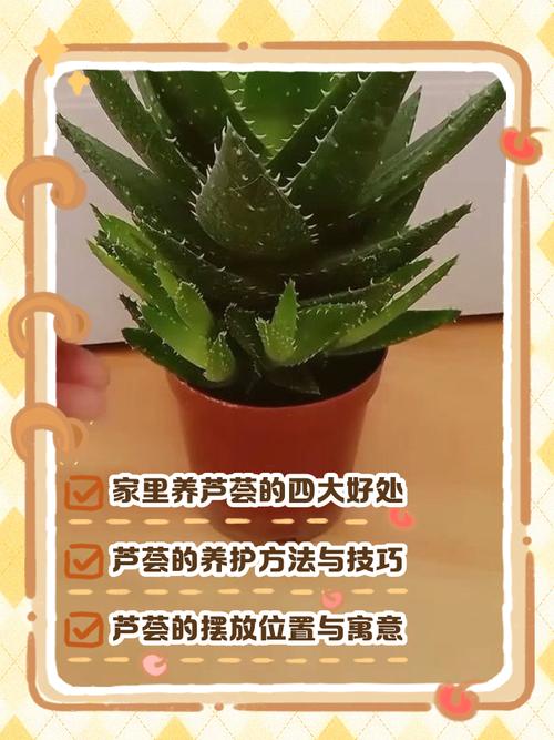 门口摆放芦荟对风水有好处吗？