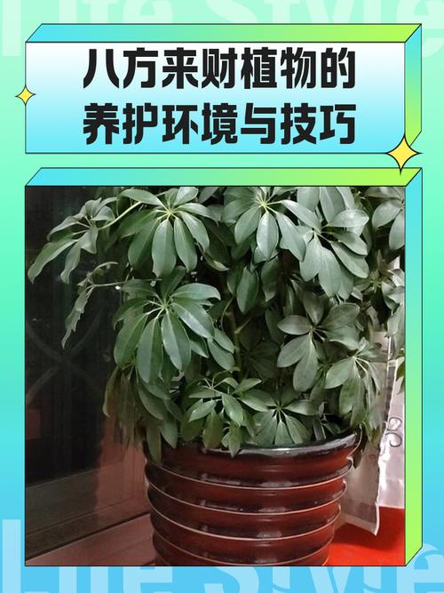 风水植物养护得当嫩使其生长速度加快吗？