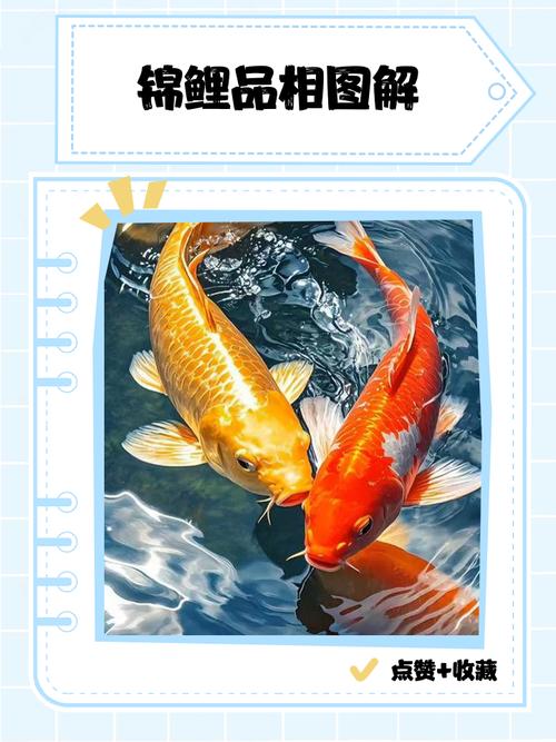 锦鲤作为风水鱼，其摆放位置和寓意有何讲究？