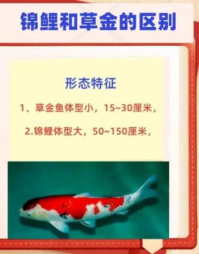 锦鲤命里缺什么水质，它们究竟喜欢什么样的水质呢？