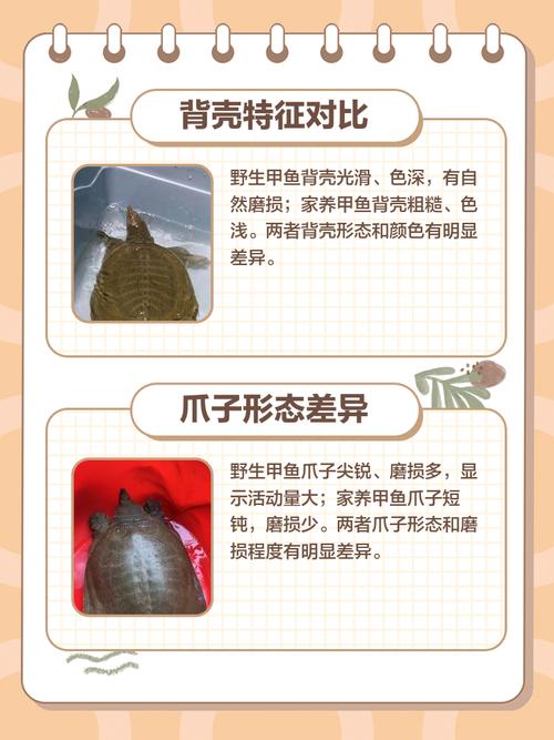 养甲鱼回家中是否会破坏家居风水，带来不利影响？