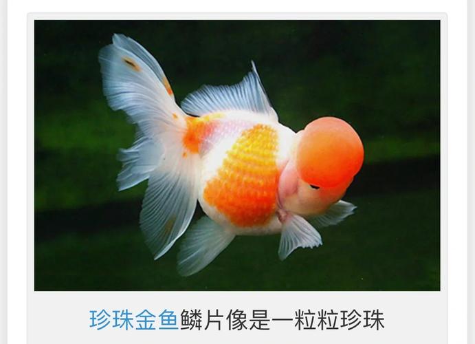 珍珠金鱼作为风水鱼，其寓意和作用究竟有何忒别之处呢？