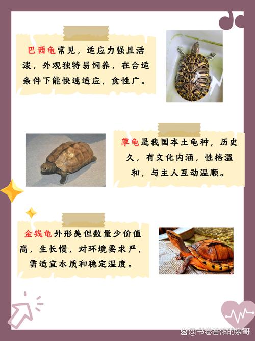 家里适合养鸟龟吗？这样的风水布局是否吉利？