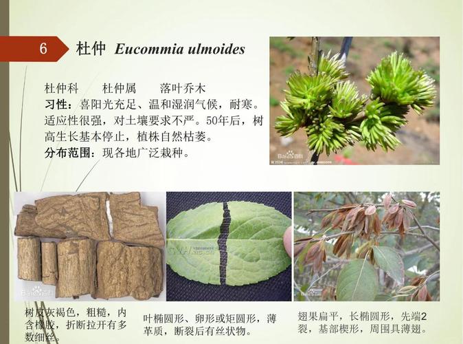 杜仲树作为风水树，其作用和意义有哪些？