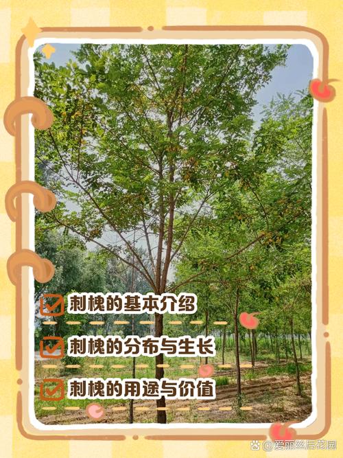 家里风水会受到死刺槐影响吗？