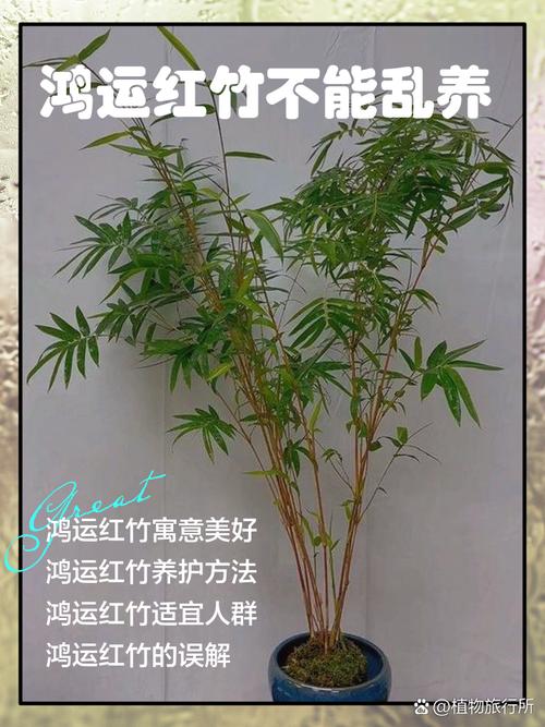 室内种竹子对风水有好处吗？