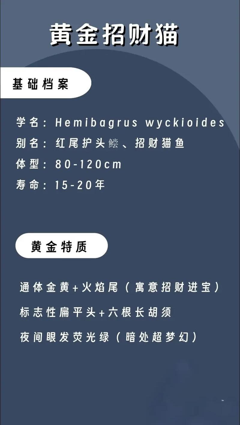 招财猫鱼作为风水鱼，其招财功效真的不容小觑吗？