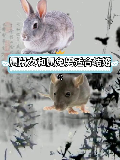 84年属鼠女性与87年属兔男性结合，他们的感情和婚姻是否匹配和谐呢？