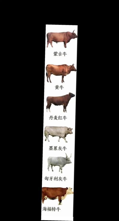 土牛命格的特征究竟有哪些具体表现？
