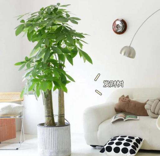 家里火命和金命适合养哪些绿植呢？