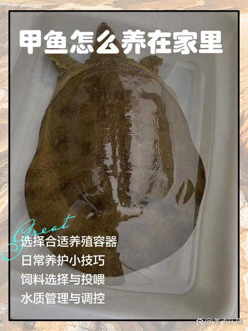 家里养甲鱼风水如何，适宜吗？