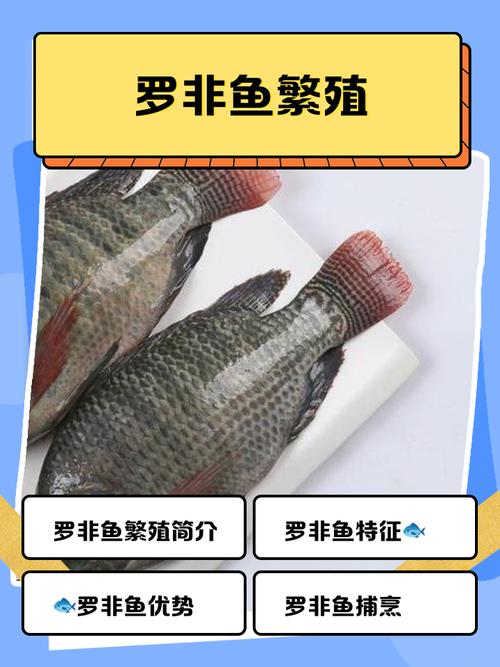 罗非鱼究竟算不算是风水鱼呢？这其中的奥秘又是什么呢？