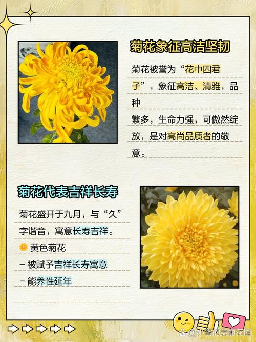家里适合养秋菊吗？这样的风水布局是否吉利？