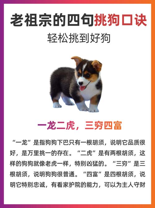 如何巧妙化解狗与龙夫妻间的相克，让家庭和谐美满？