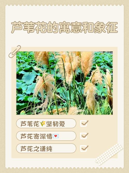 家里摆放芦花对风水有影响吗？