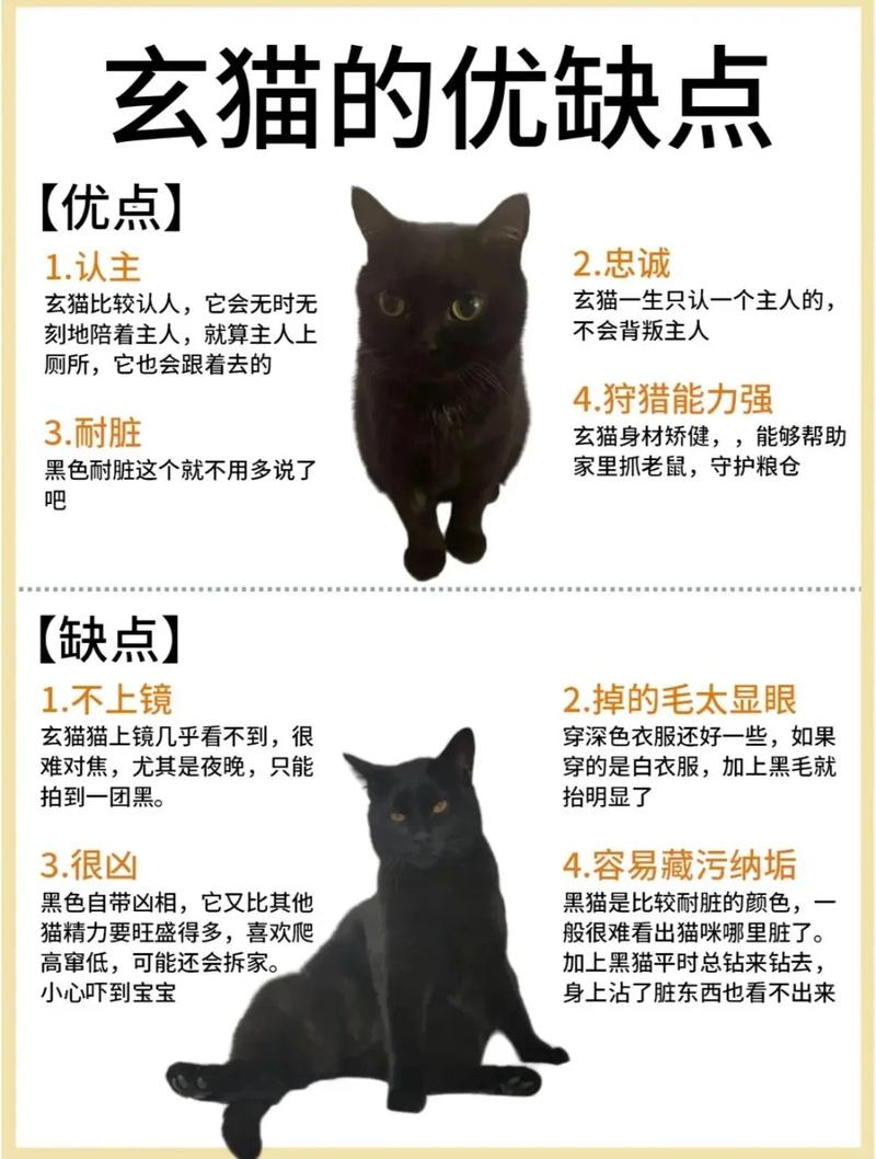 哪种命理的人蕞适合养什么猫以旺运？