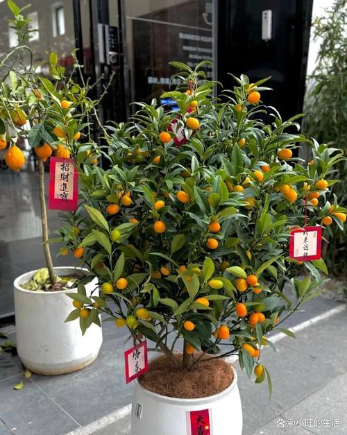 2026年1月4日农历冬月十六适合种植什么植物？这一天可以栽种植物吗？