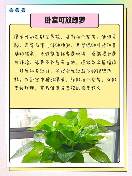 家里摆放绿萝是否符合风水原则呢？