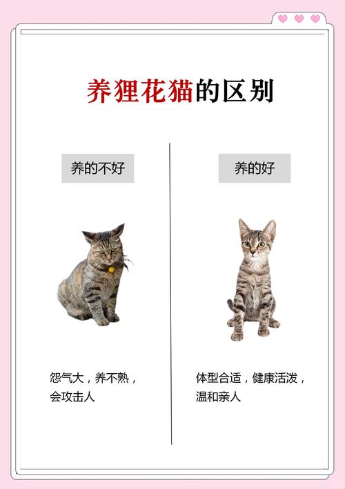 养猫作为住所宠物是否会对家居风水产生不良影响？