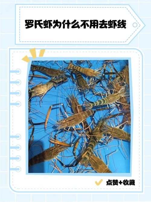 客厅养虾会对家居风水产生不良影响吗？